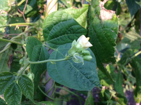 Late Fortex Bean Flower