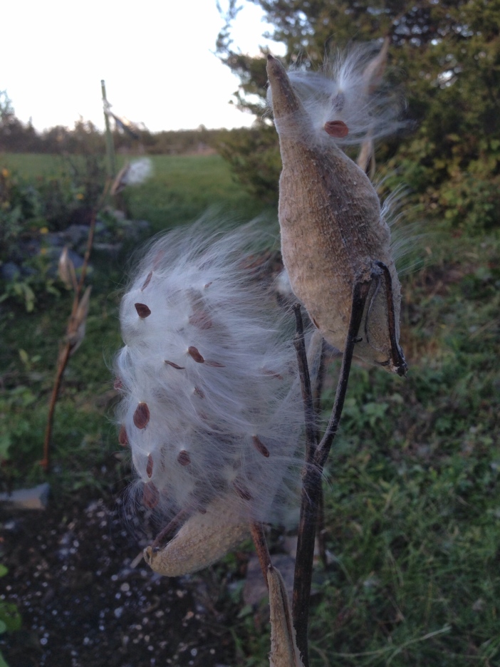 Milkweed Blowing in the Wind, October 2015